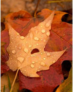 ������� ������ ���� ���� ���� ��� ������