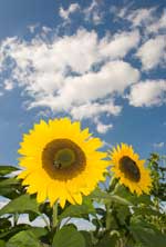 ������� ������ ���� ���� ���� ��� ������