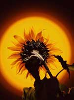 ������� ������ ���� ���� ���� ��� ������