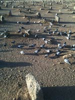 ������� ������ ���� ���� ���� ��� ������